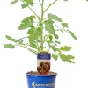 Gemüsepflanze veredelte Sorten Tomate 12 cm Topf