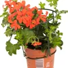 Geranie hängend Geranium peltatum H ca 25 cm 1 L Container