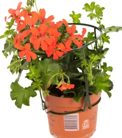 Geranie hängend Geranium peltatum H ca 25 cm 1 L Container