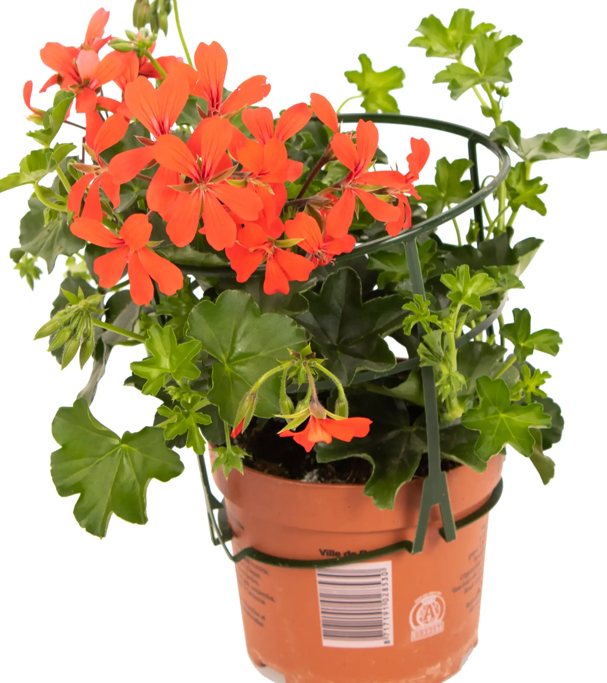 Geranie hängend Geranium peltatum H ca 25 cm 1 L Container