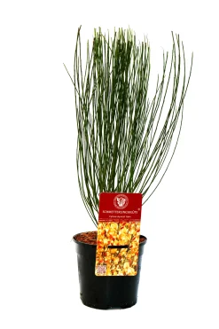 Ginster 2 L Container