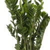 Glücksfeder Zamioculcas 21 cm Topf