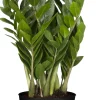 Glücksfeder Zamioculcas H ca. 40 cm 12 cm Topf