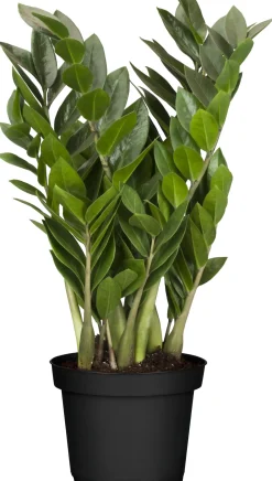 Glücksfeder Zamioculcas H ca. 40 cm 12 cm Topf