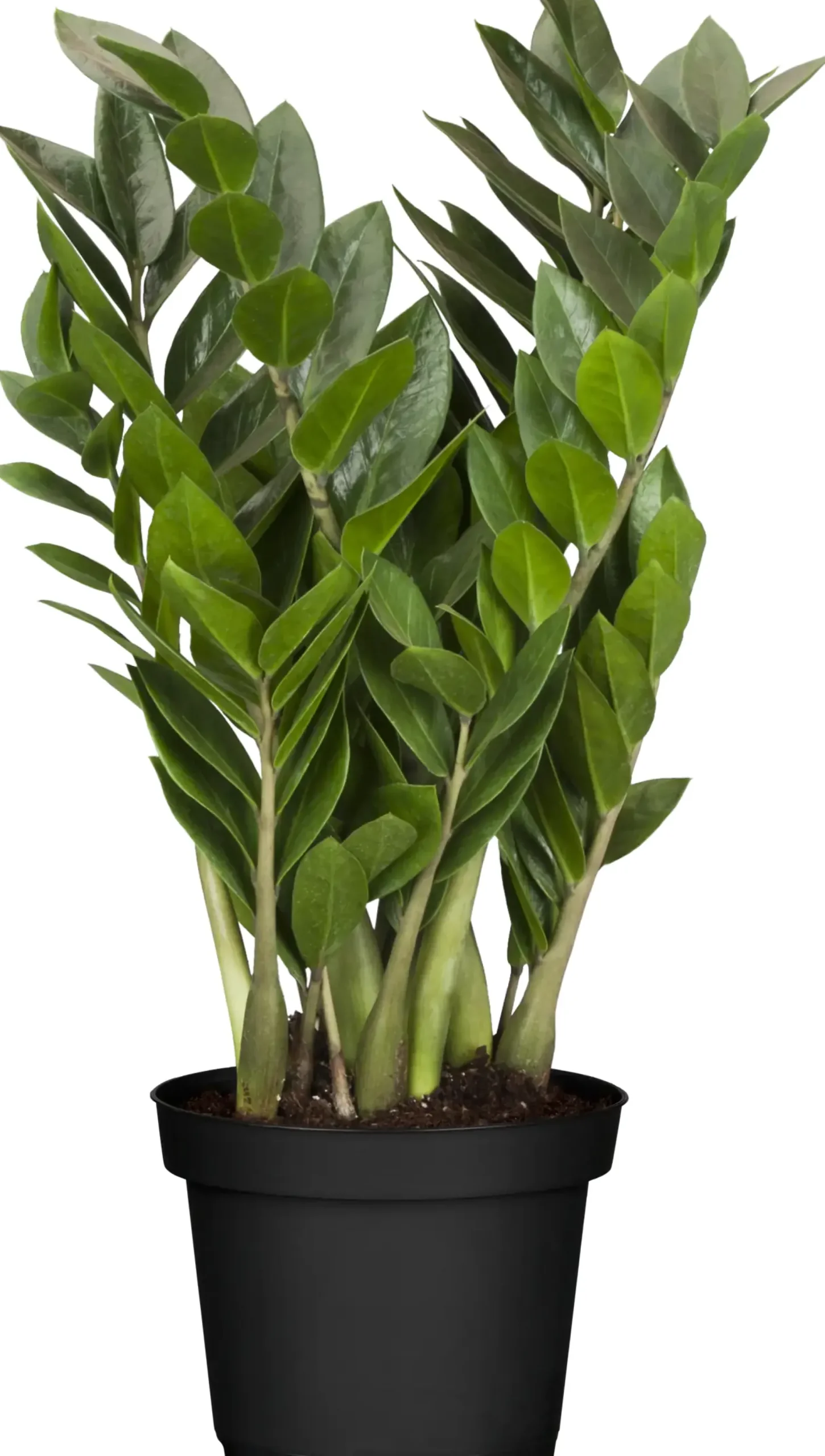 Glücksfeder Zamioculcas H ca. 40 cm 12 cm Topf