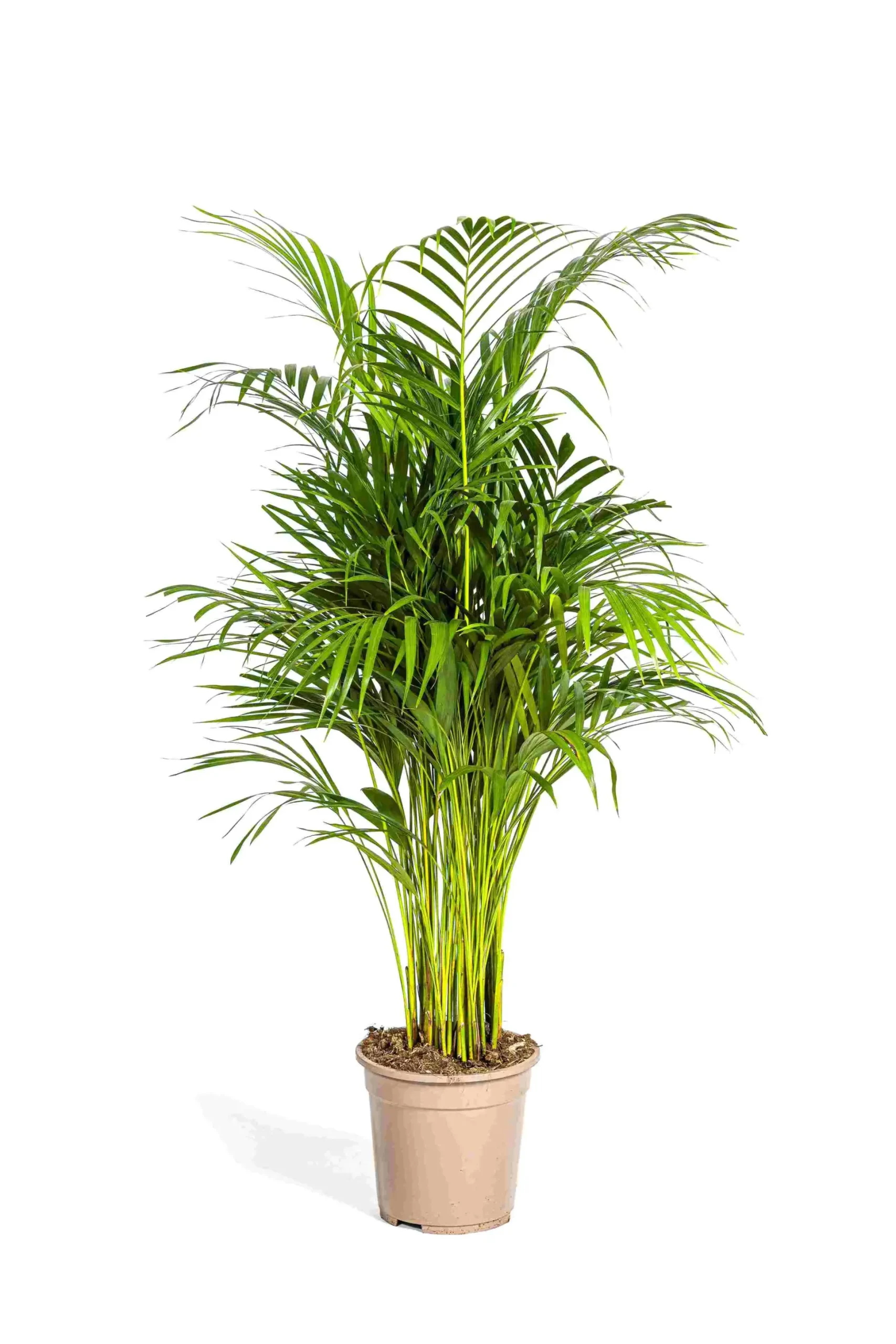 Goldfruchtpalme 21 cm Topf, ca. 90 cm hoch