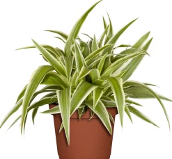 Grünlilie Chlorophytum H ca. 15 cm 7 cm Topf