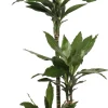 Grünpflanzen-Mix H 120 cm, 24 cm Topf