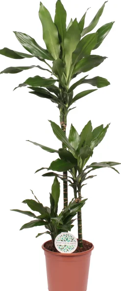 Grünpflanzen-Mix H 120 cm, 24 cm Topf