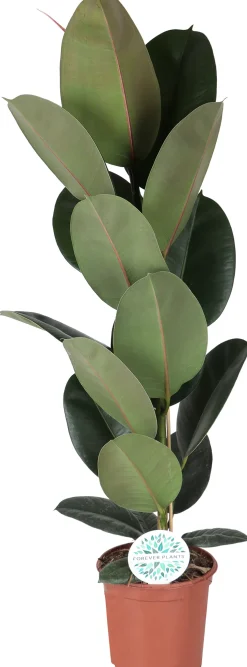 Grünpflanzen-Mix H 120 cm, 24 cm Topf