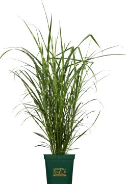 Gräser Windspiel 23 cm Topf