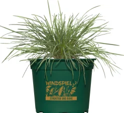 Gräsermix Windspiel 17 cm Topf