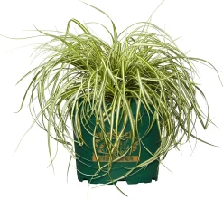 Gräsermix Windspiel 17 cm Topf
