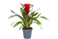Guzmanie Optima rot H ca. 40 cm 13 cm Topf