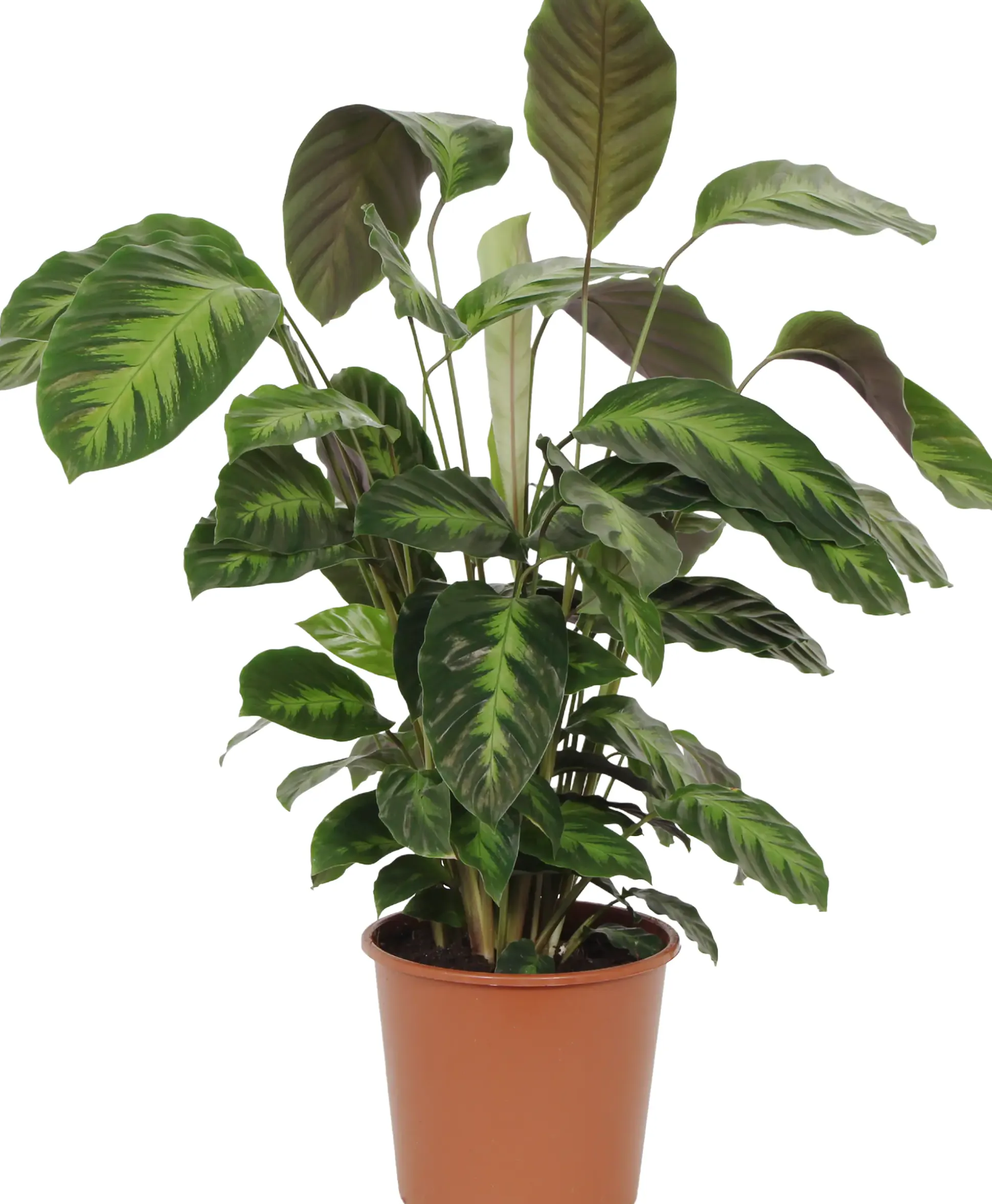 HAMIPLANT Korbmarante Calathea im 17 cm Topf