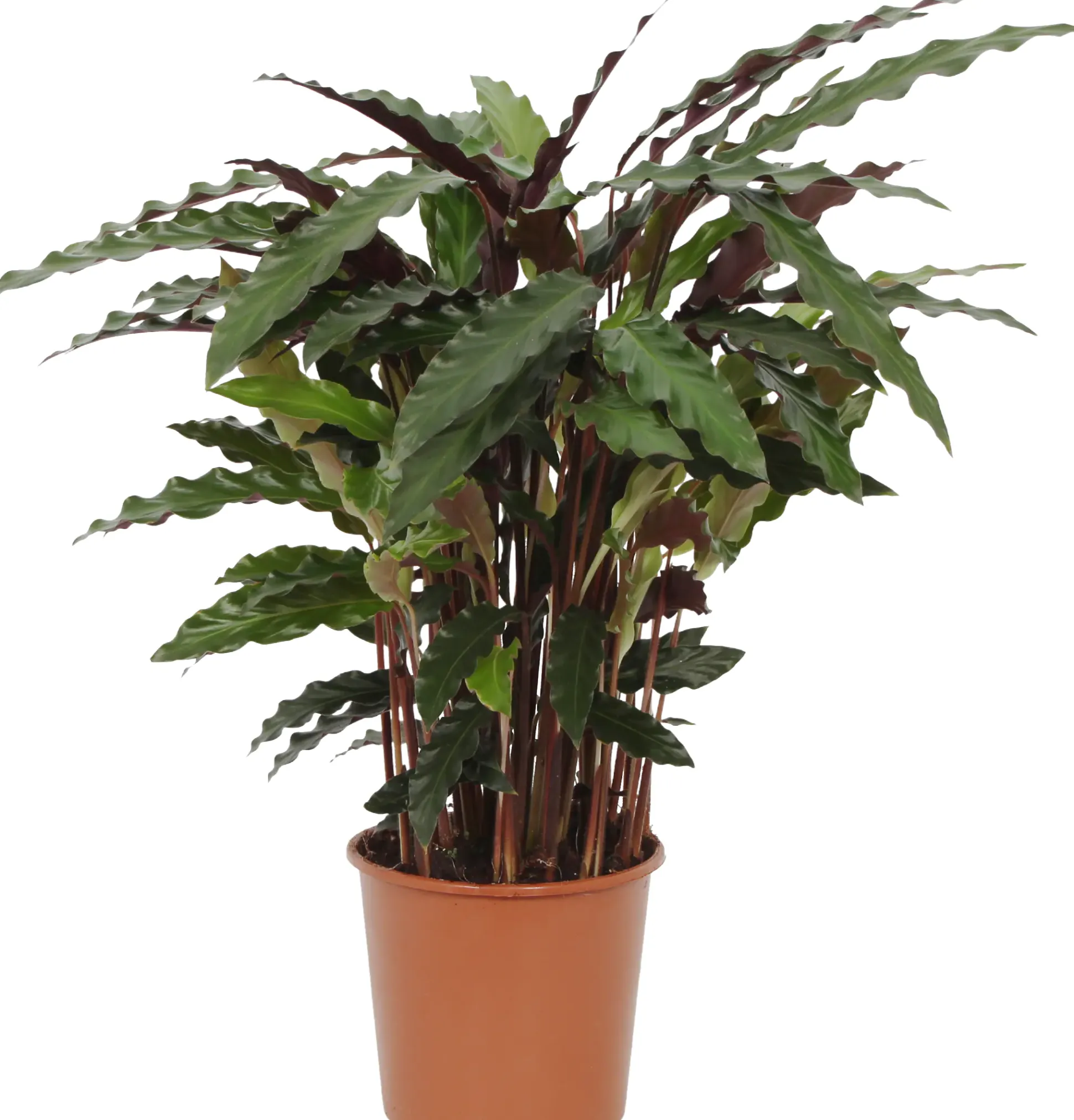 HAMIPLANT Korbmarante Calathea im 17 cm Topf