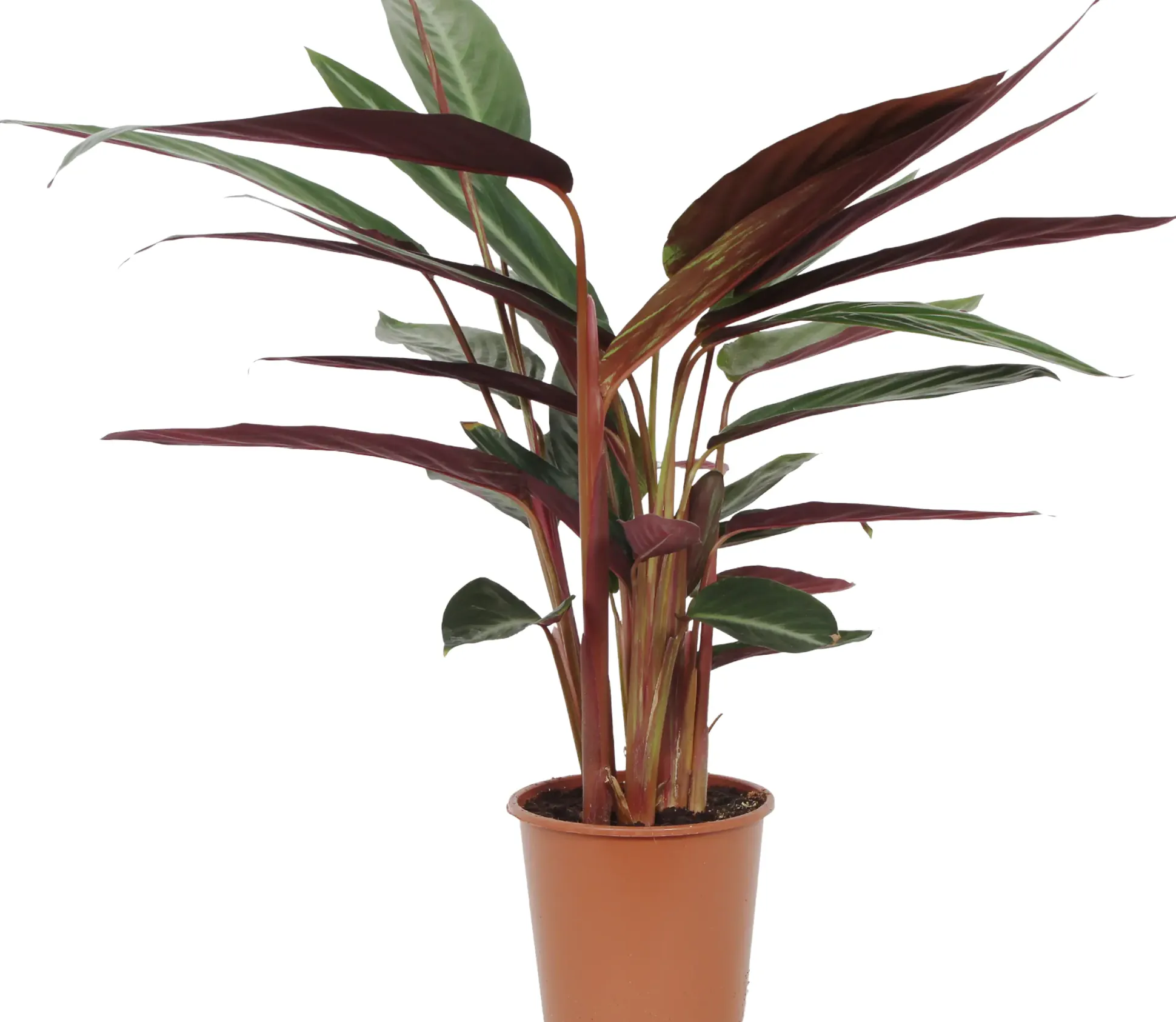 HAMIPLANT Korbmarante Calathea im 17 cm Topf