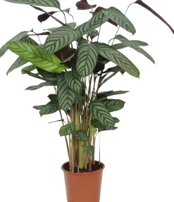 HAMIPLANT Korbmarante Calathea im 17 cm Topf