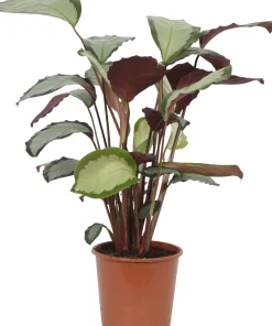 HAMIPLANT Korbmarante Calathea im 17 cm Topf