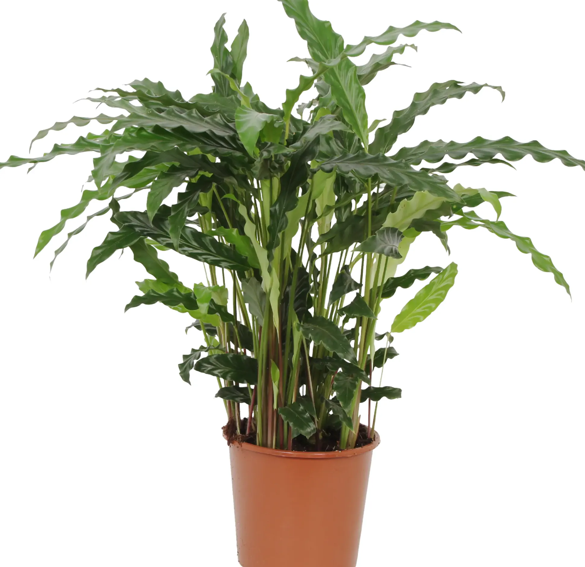 HAMIPLANT Korbmarante Calathea im 17 cm Topf