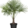 Hanfpalme Trachycarpus fortuneii H 80 - 90 cm 25 cm Topf