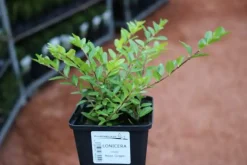 Heckenmyrte Moss Green 11 cm Topf