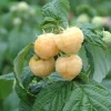 Himbeere Goodasgold Stadt Ernte H ca 30 cm 17 cm Topf