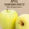 Historische Obstbäume Apfel Champagner Renette H 150 cm 29 cm Topf