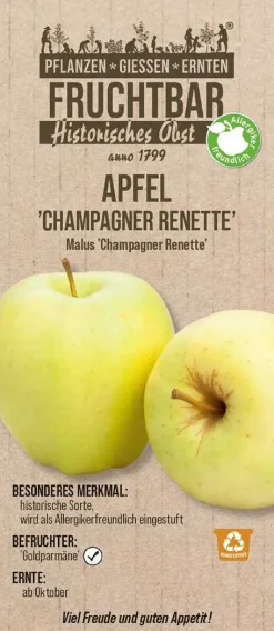 Historische Obstbäume Apfel Champagner Renette H 150 cm 29 cm Topf