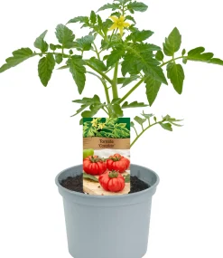 Historische Tomaten Solanum lycopersicum 12 cm Topf