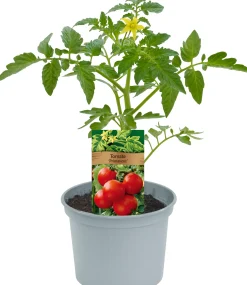 Historische Tomaten Solanum lycopersicum 12 cm Topf