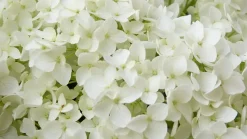 Hortensie 'Annabelle' 7,5 l Container