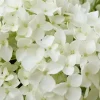 Hortensie 'Annabelle' 10 L Container