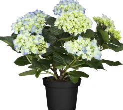 Hortensie Hydrangea Ø 35 - 40 cm 13 cm Topf