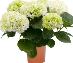 Hortensie Hydrangea Ø 35 - 40 cm 13 cm Topf