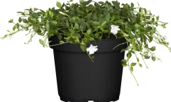Immergrün Alba 0,5 l Container
