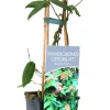 Immergrünes Geißblatt Lonicera henryi 2 L Eckcontainer