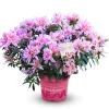 Japanische Azalee Rhododendron Pink Spider 20 - 30 cm hoch 17 cm Topf