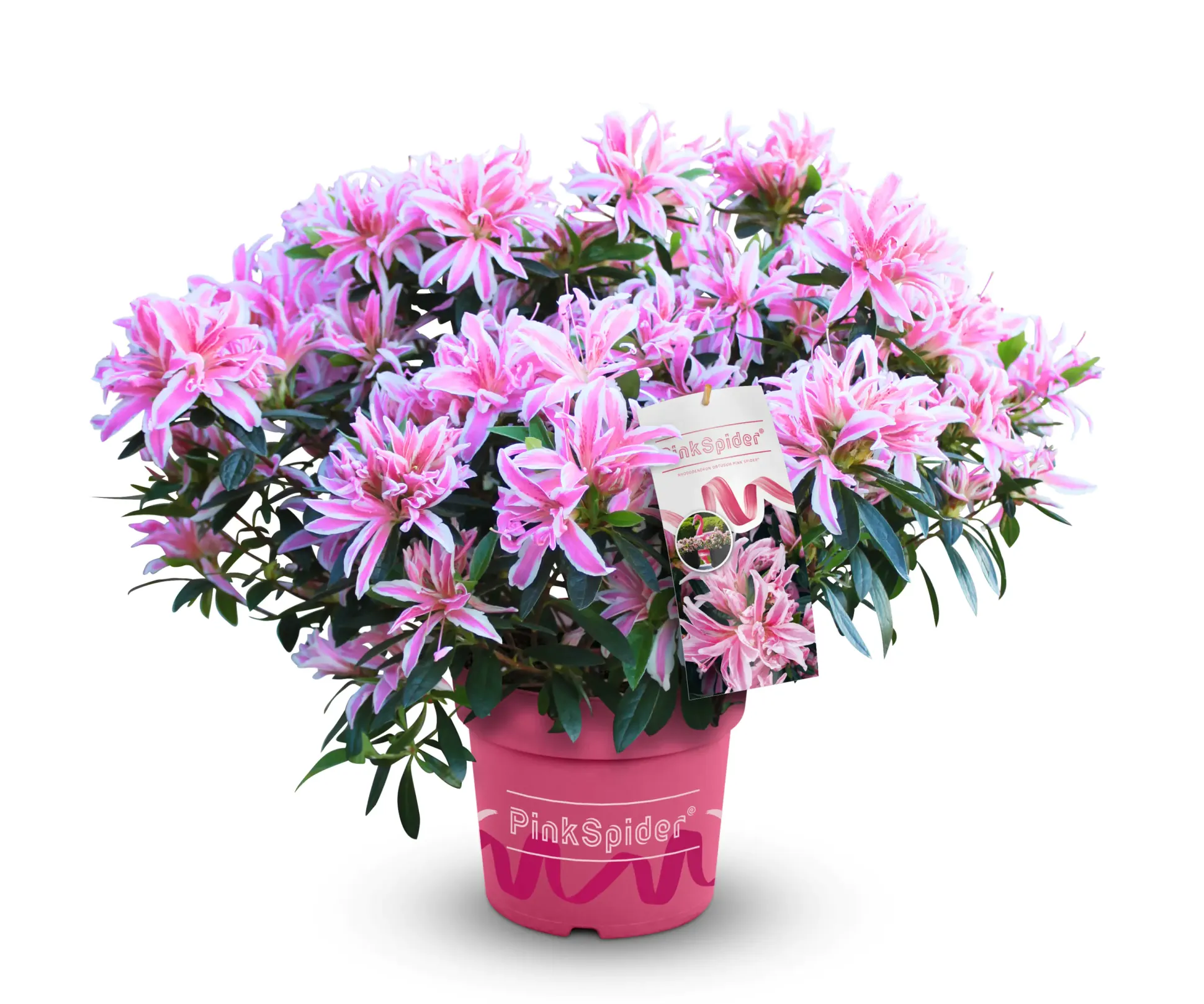 Japanische Azalee Rhododendron Pink Spider 20 - 30 cm hoch 17 cm Topf