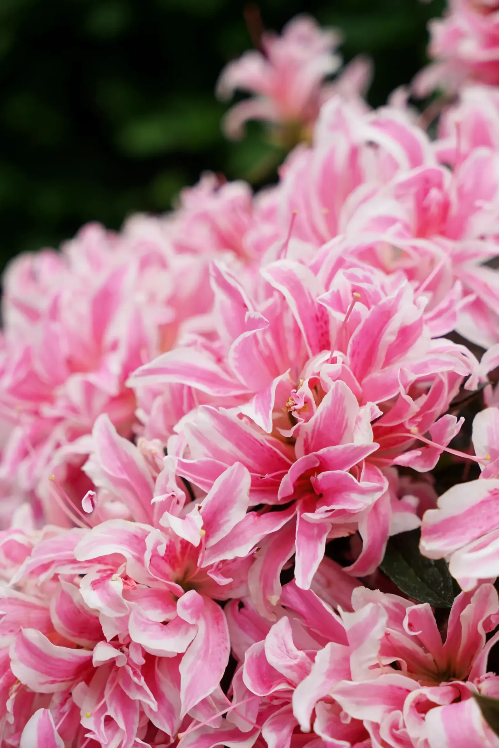 Japanische Azalee Rhododendron Pink Spider 20 - 30 cm hoch 17 cm Topf