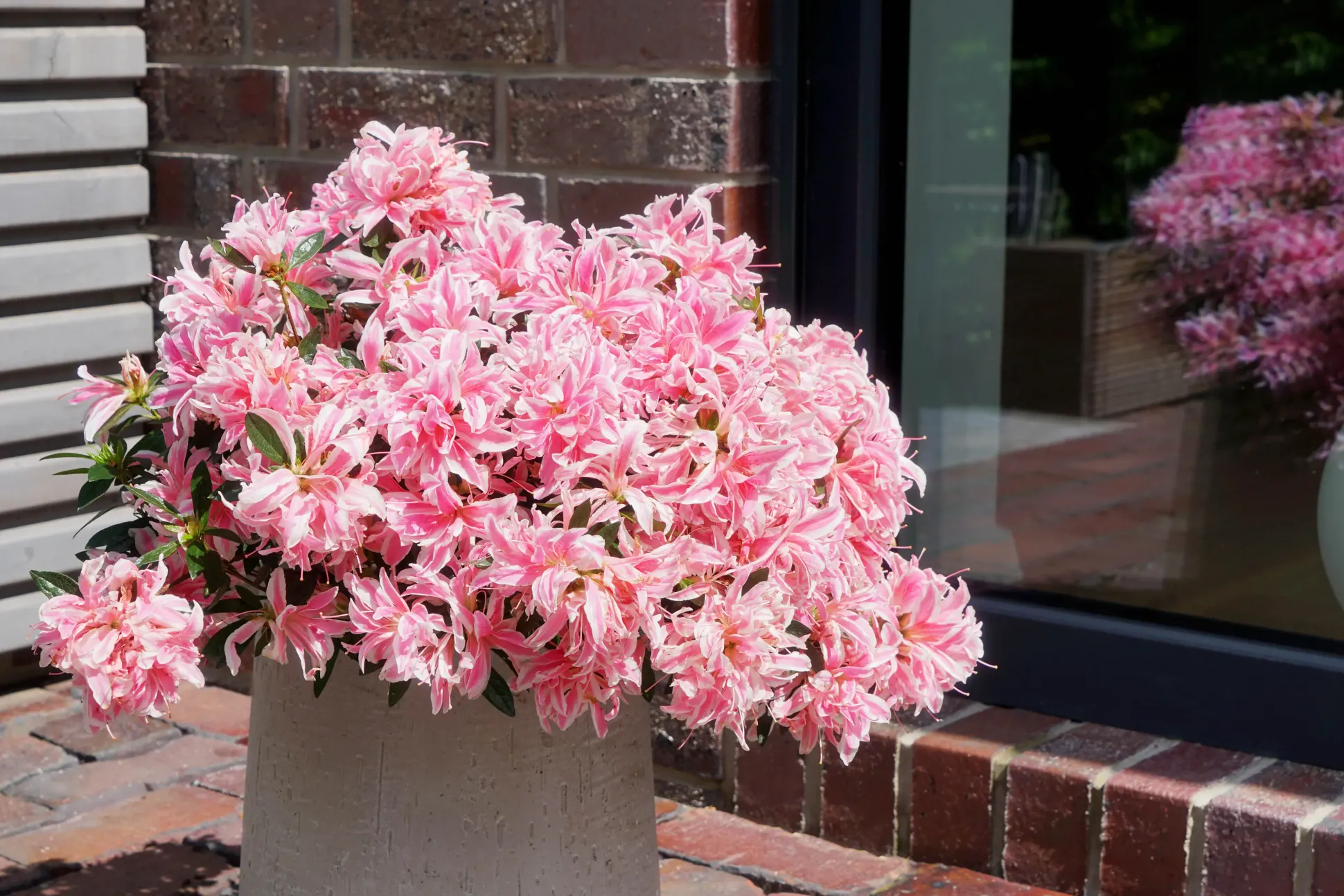 Japanische Azalee Rhododendron Pink Spider 20 - 30 cm hoch 17 cm Topf