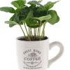Kaffeepflanze Coffea Arabica 9 cm Topf