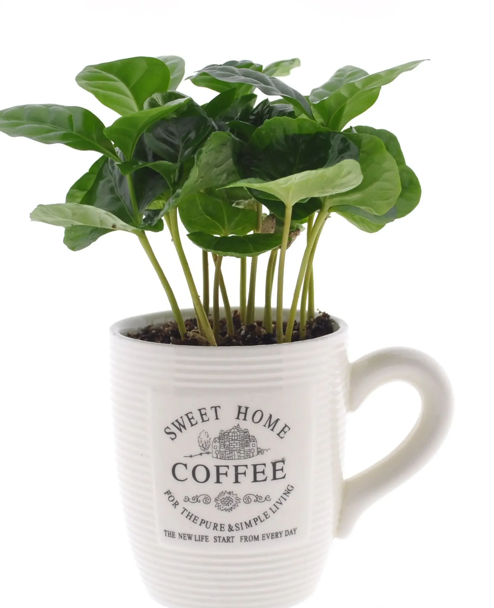 Kaffeepflanze Coffea Arabica 9 cm Topf