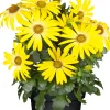Kapkörbchen Osteospermum H 20 cm 10,5 cm Topf