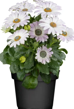 Kapkörbchen Osteospermum H 20 cm 10,5 cm Topf