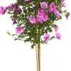 Kübelpflanze Hochstamm H ca 75 cm 19 cm Topf