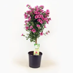 Kübelpflanze Hochstamm H ca 75 cm 19 cm Topf