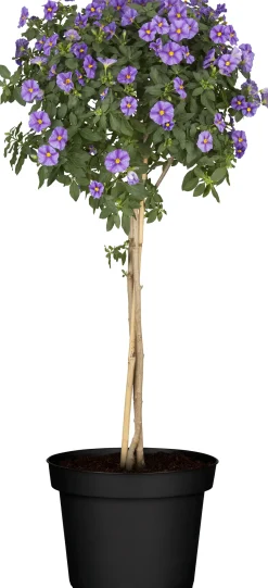 Kübelpflanze Hochstamm H ca 75 cm 19 cm Topf