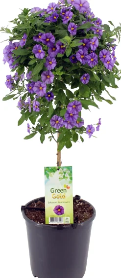 Kübelpflanze Hochstamm H ca 75 cm 19 cm Topf
