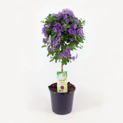 Kübelpflanze Hochstamm H ca 75 cm 19 cm Topf